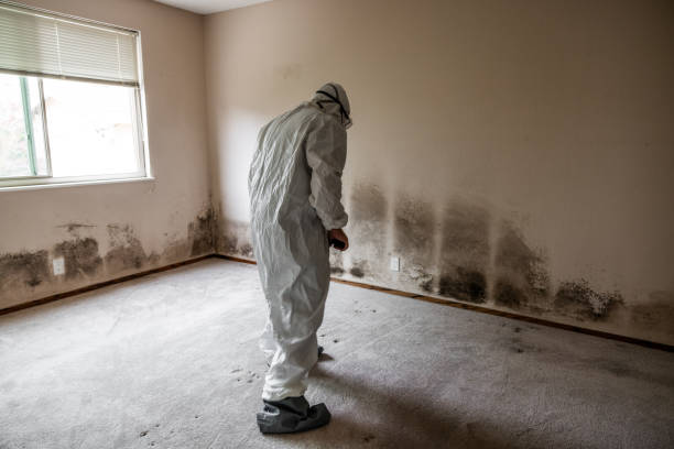 Mold Odor Removal Services in Tooele, UT